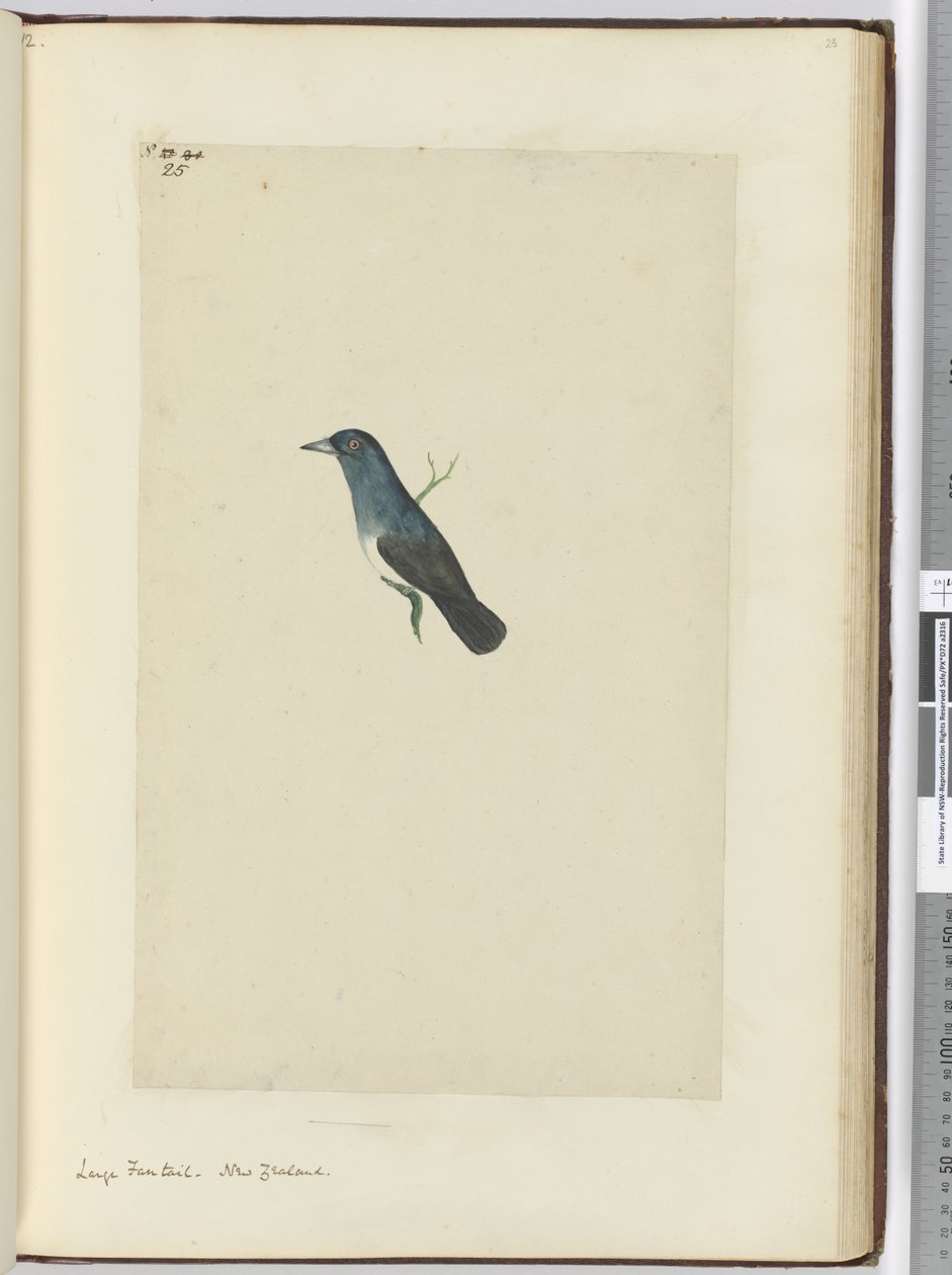 F.25 Suuri fantail. Uusi-Seelanti, 1772-75 (wc) tekijältä Isaac Smith