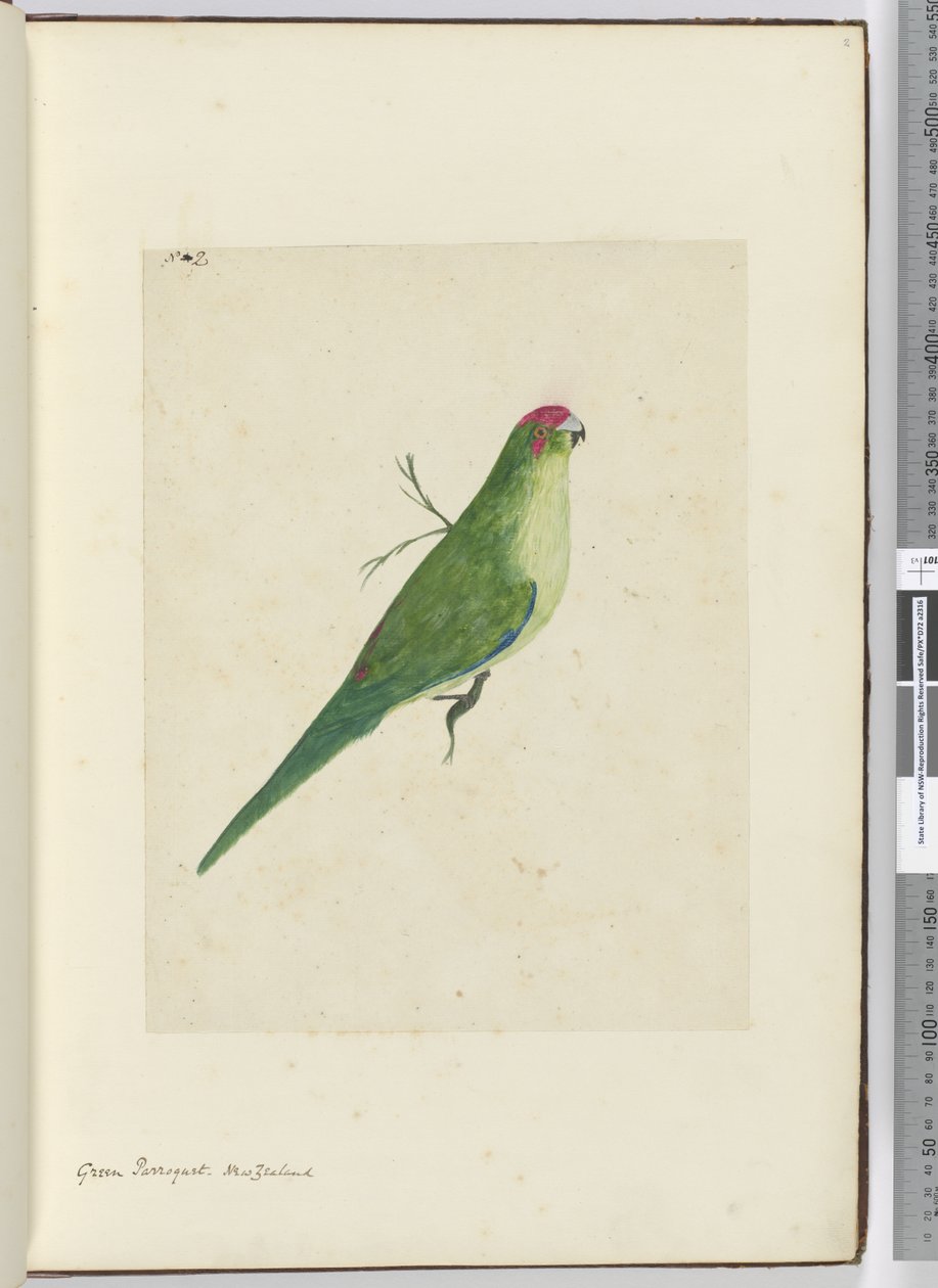 F.2 Vihreä parroketti. Uusi-Seelanti, 1772-75 (wc) tekijältä Isaac Smith