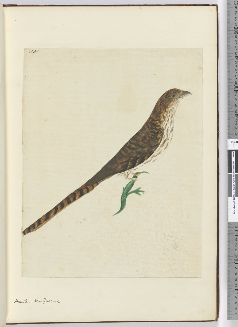 F.4 Hawk. Uusi-Seelanti, 1772-75 (wc) tekijältä Isaac Smith