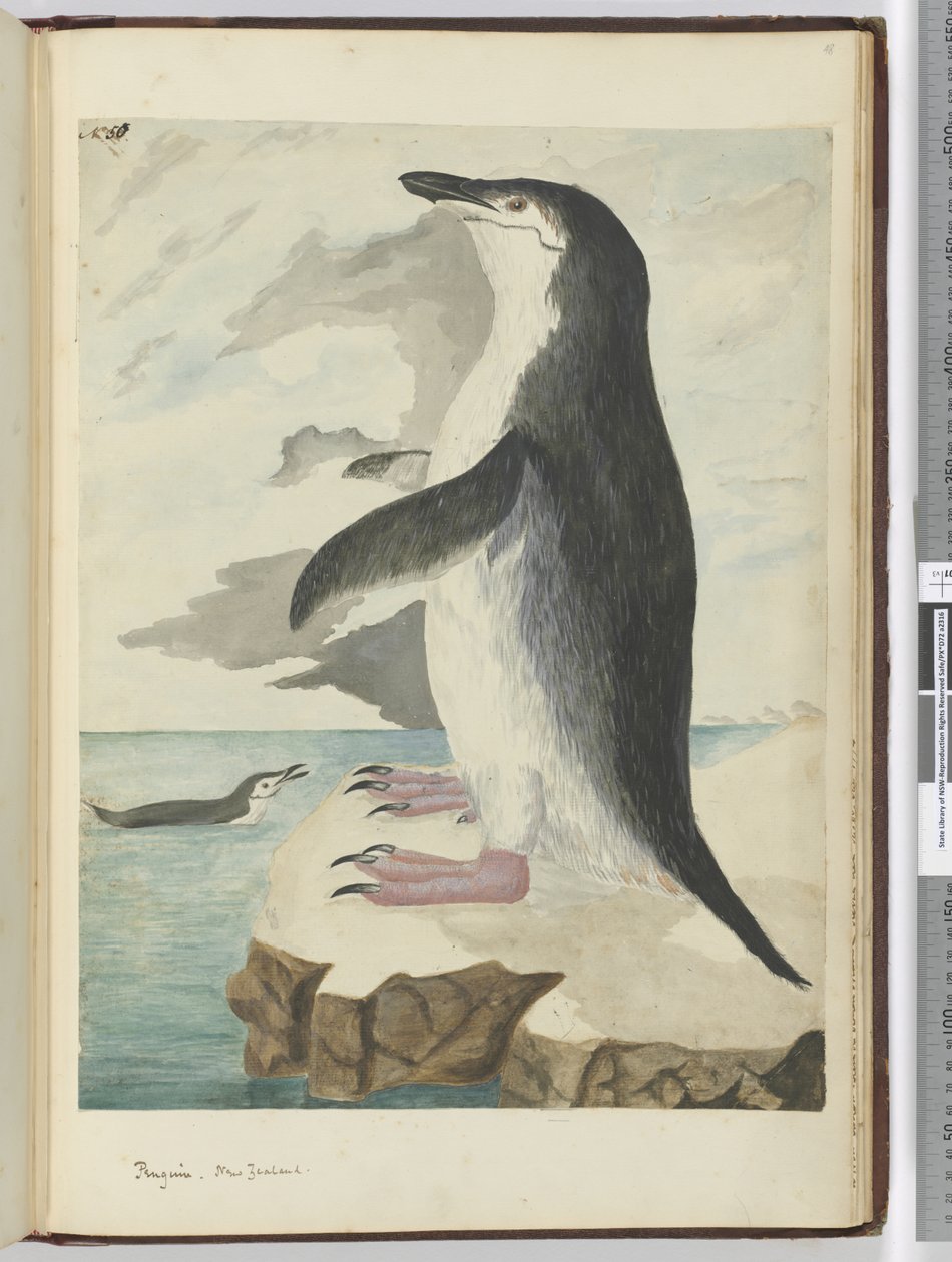F.50 Pingviini. Uusi-Seelanti, 1772-75 (wc) tekijältä Isaac Smith