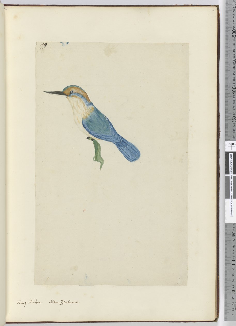 F.9 Kuningaskalastaja. Uusi-Seelanti, 1772-75 (wc) tekijältä Isaac Smith