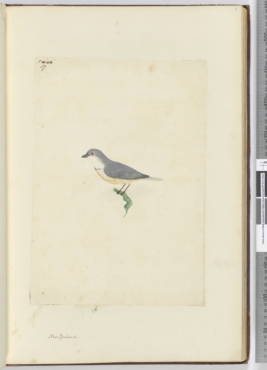 f.17 Tuntematon Uuden-Seelannin lintu, 1772-75 (wc) tekijältä Isaac Smith
