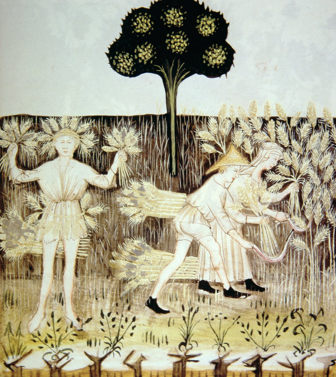 Fo.54r Summer: Vehnän sadonkorjuu, kuva Tacuinum Santiatis Codex Vindobonensisista tekijältä Italian School