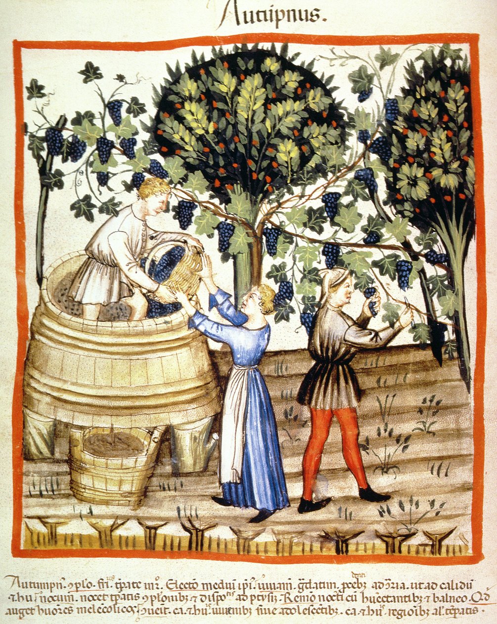 Fol.54v Autumn: The Grape Harvest, kuva Tacuinum Santiatis Codex Vindobonensis tekijältä Italian School