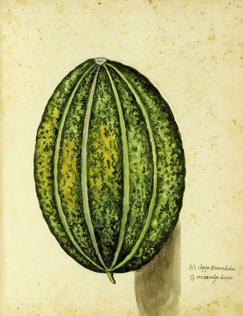 Ulisse Aldrovandin (1522 - 1605) Heirloom Squash -levy julkaistu Piante Fiori Fruttissa (käsinvärinen kaiverrus). tekijältä Italian School