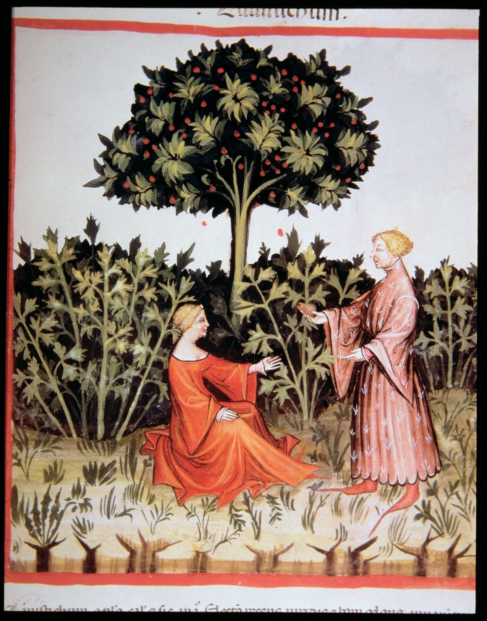 Nova 2644 fol. 36r Keräily selleriä, Tacuinum Sanitatis Code Vindobonensis tekijältä Italian School