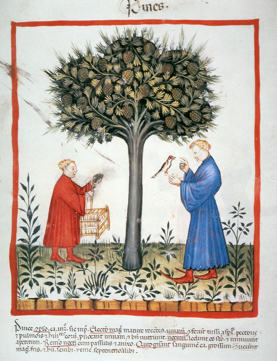Nova 2644 fol.19v Gathering Pine Cones, Tacuinum Sanitatis tekijältä Italian School