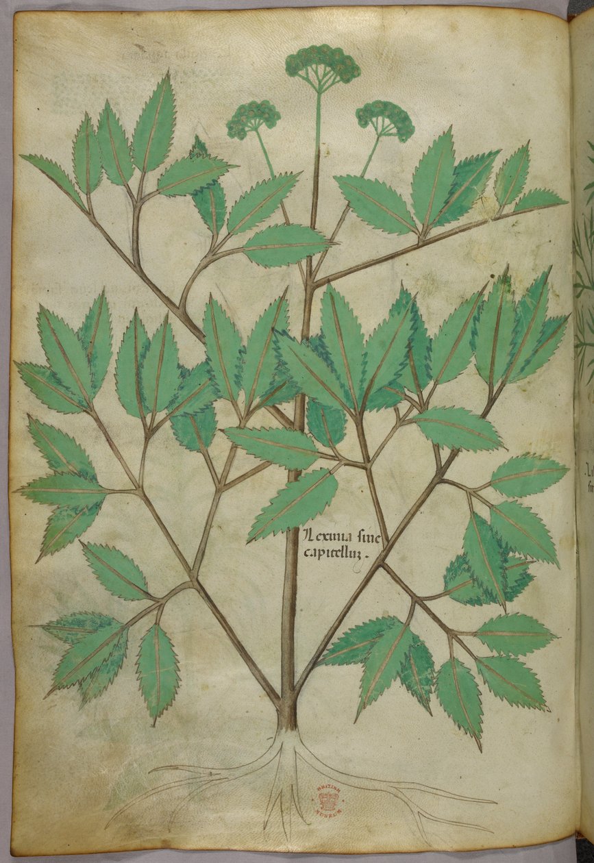 Kasvitieteellinen kuvitus, noin 1440 (tussi ja väri pergamentille). tekijältä Italian School