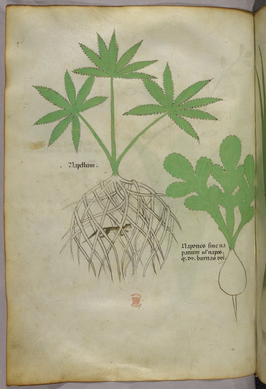 Kasvitieteellinen kuvitus, noin 1440 (tussi ja väri pergamentille). tekijältä Italian School