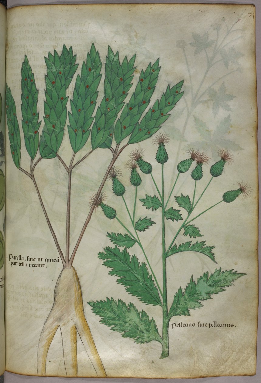 Kasvitieteellinen kuvitus, noin 1440 (tussi ja väri pergamentille). tekijältä Italian School