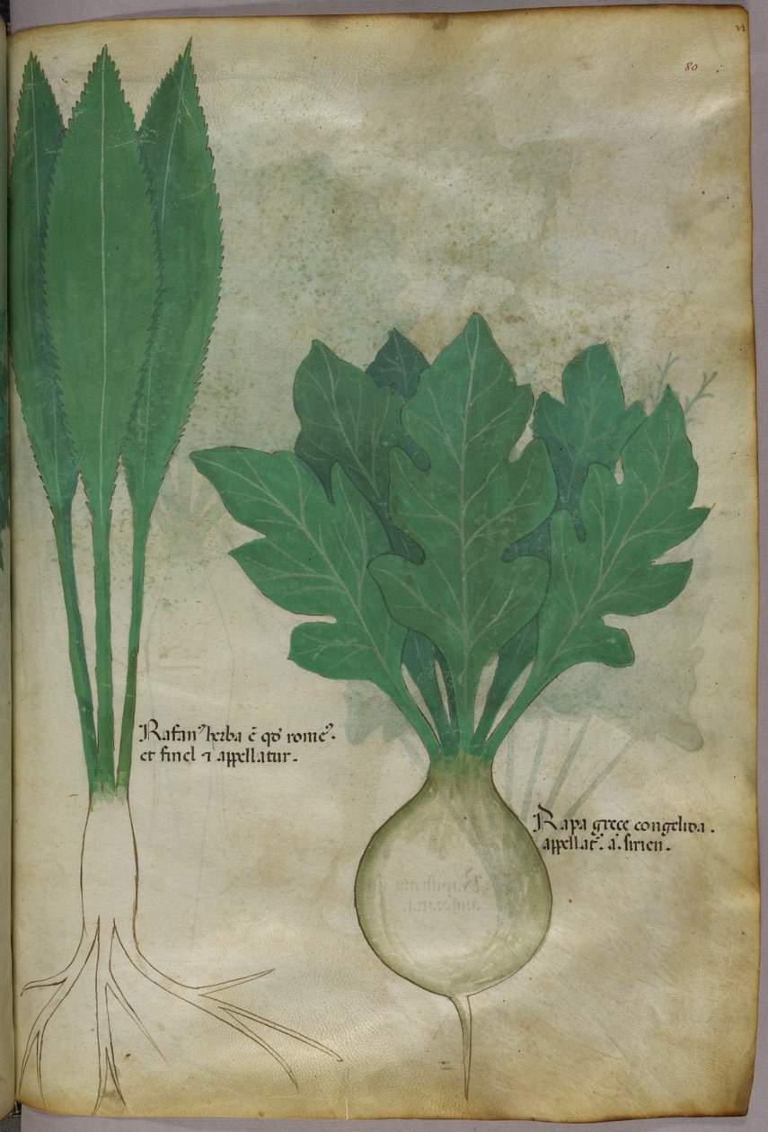 Kasvitieteellinen kuvitus, noin 1440 (tussi ja väri pergamentille). tekijältä Italian School