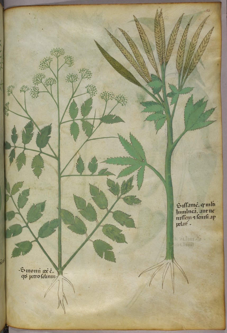 Kasvitieteellinen kuvitus, noin 1440 (tussi ja väri pergamentille). tekijältä Italian School