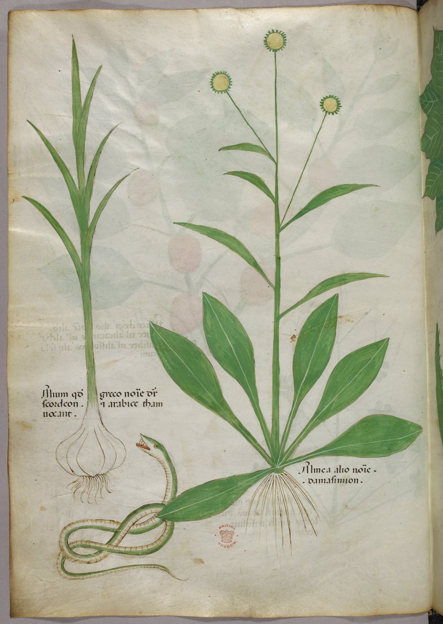 Kasvitieteellinen kuvitus, noin 1440 (tussi ja väri pergamentille). tekijältä Italian School