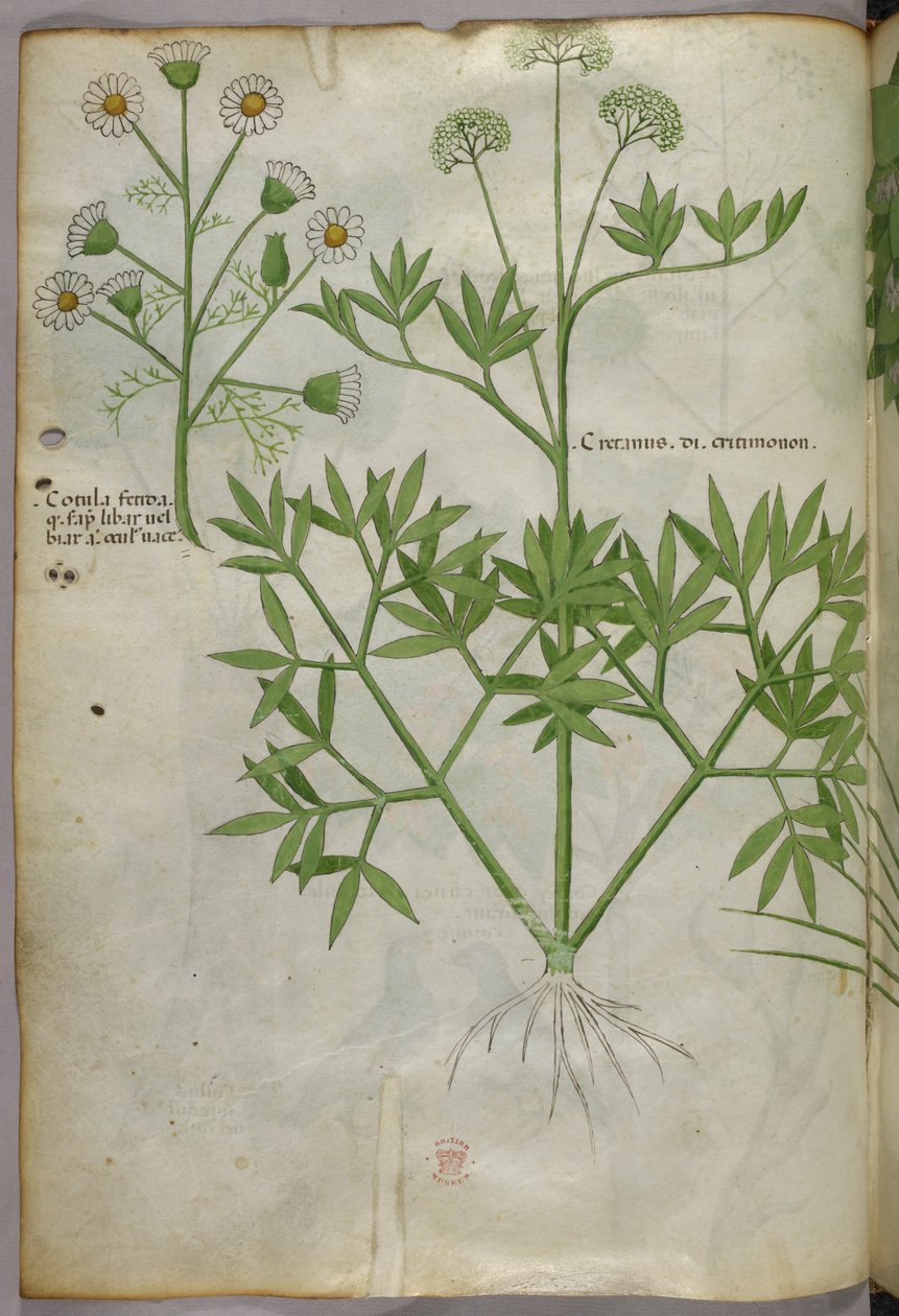 Kasvitieteellinen kuvitus, noin 1440 (tussi ja väri pergamentille). tekijältä Italian School