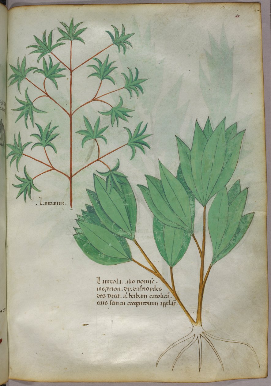 Kasvitieteellinen kuvitus, noin 1440 (tussi ja väri pergamentille). tekijältä Italian School
