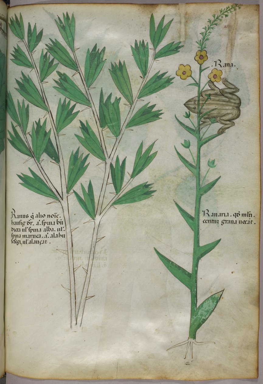 Kasvitieteellinen kuvitus, noin 1440 (tussi ja väri pergamentille). tekijältä Italian School