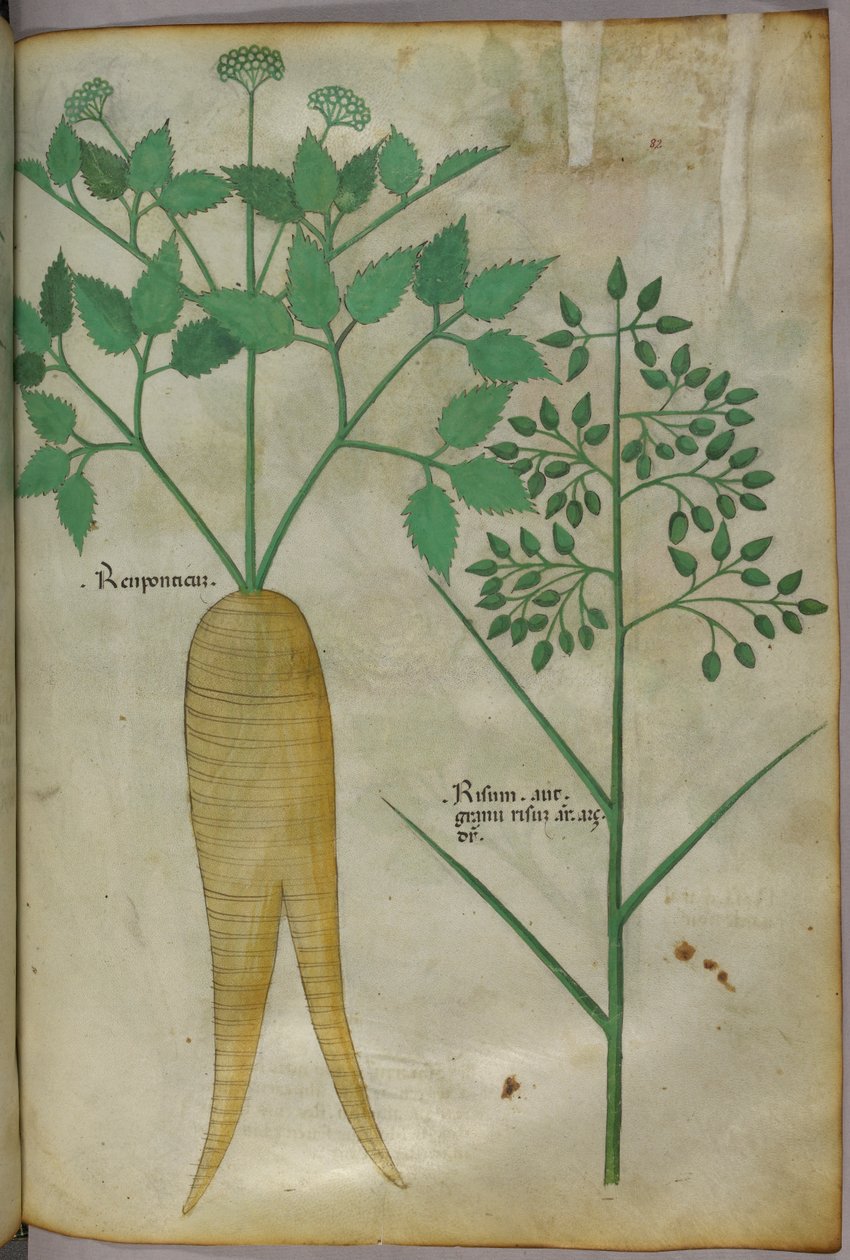 Kasvitieteellinen kuvitus, noin 1440 (tussi ja väri pergamentille). tekijältä Italian School