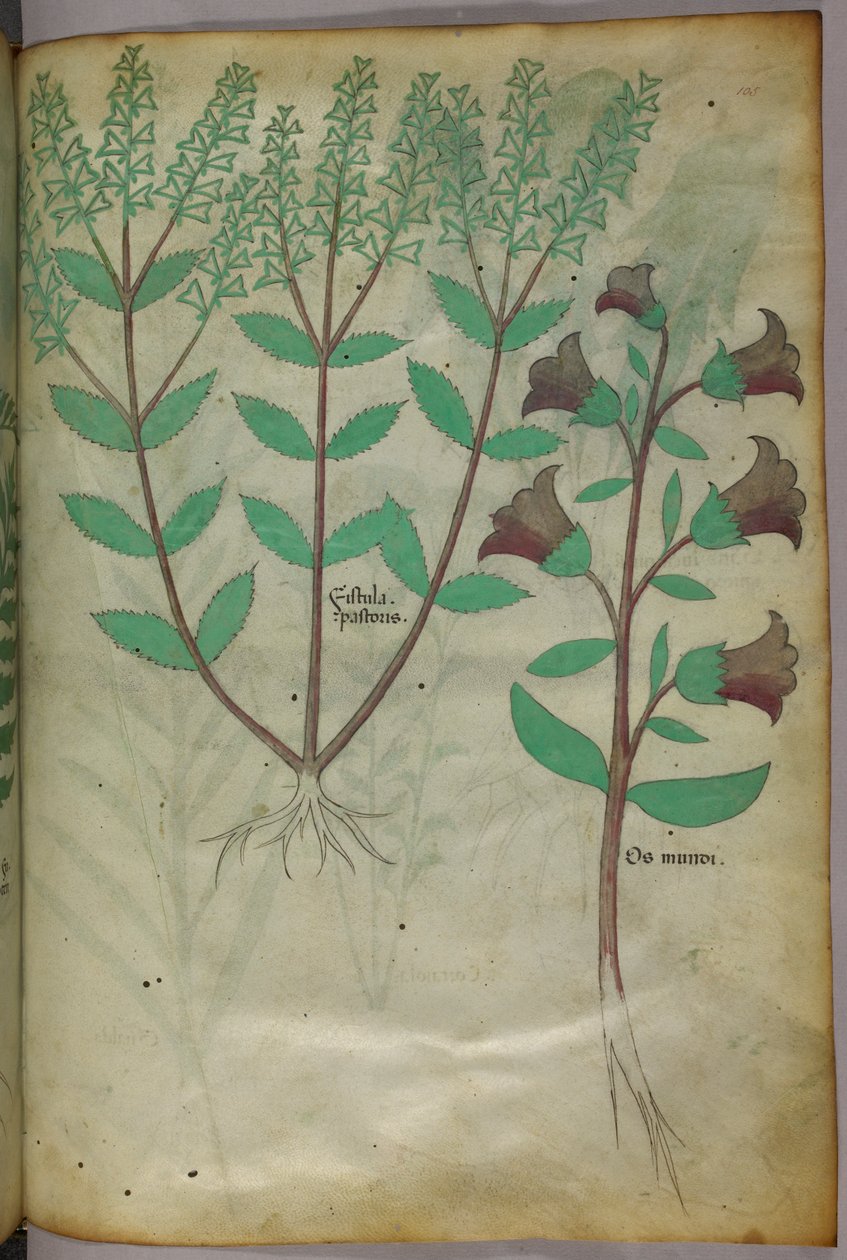 Kasvitieteellinen kuvitus, noin 1440 (tussi ja väri pergamentille). tekijältä Italian School