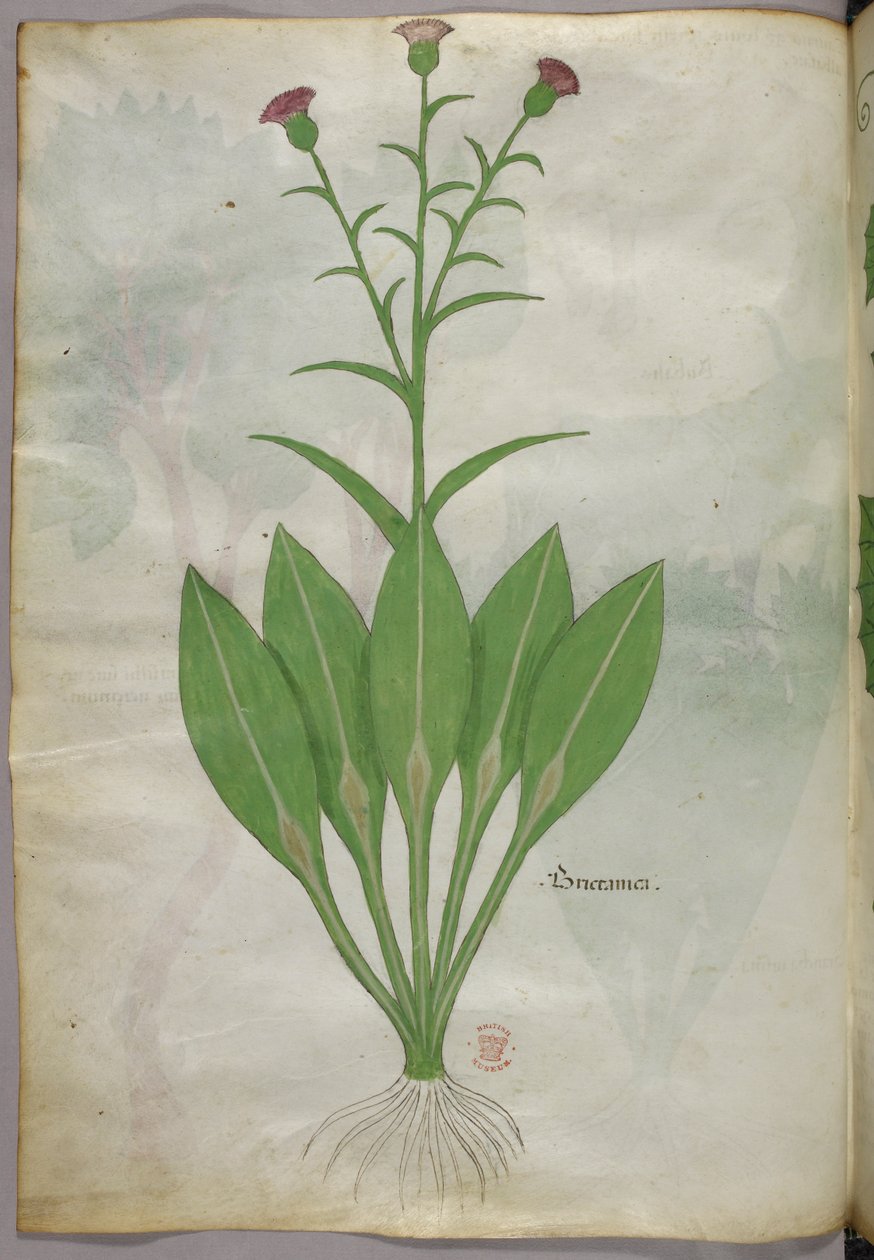 Kasvitieteellinen kuvitus, noin 1440 (tussi ja väri pergamentille). tekijältä Italian School