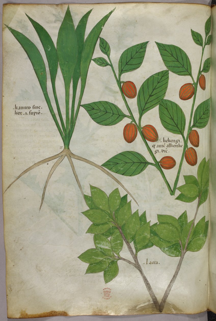 Kasvitieteellinen kuvitus, noin 1440 (tussi ja väri pergamentille). tekijältä Italian School