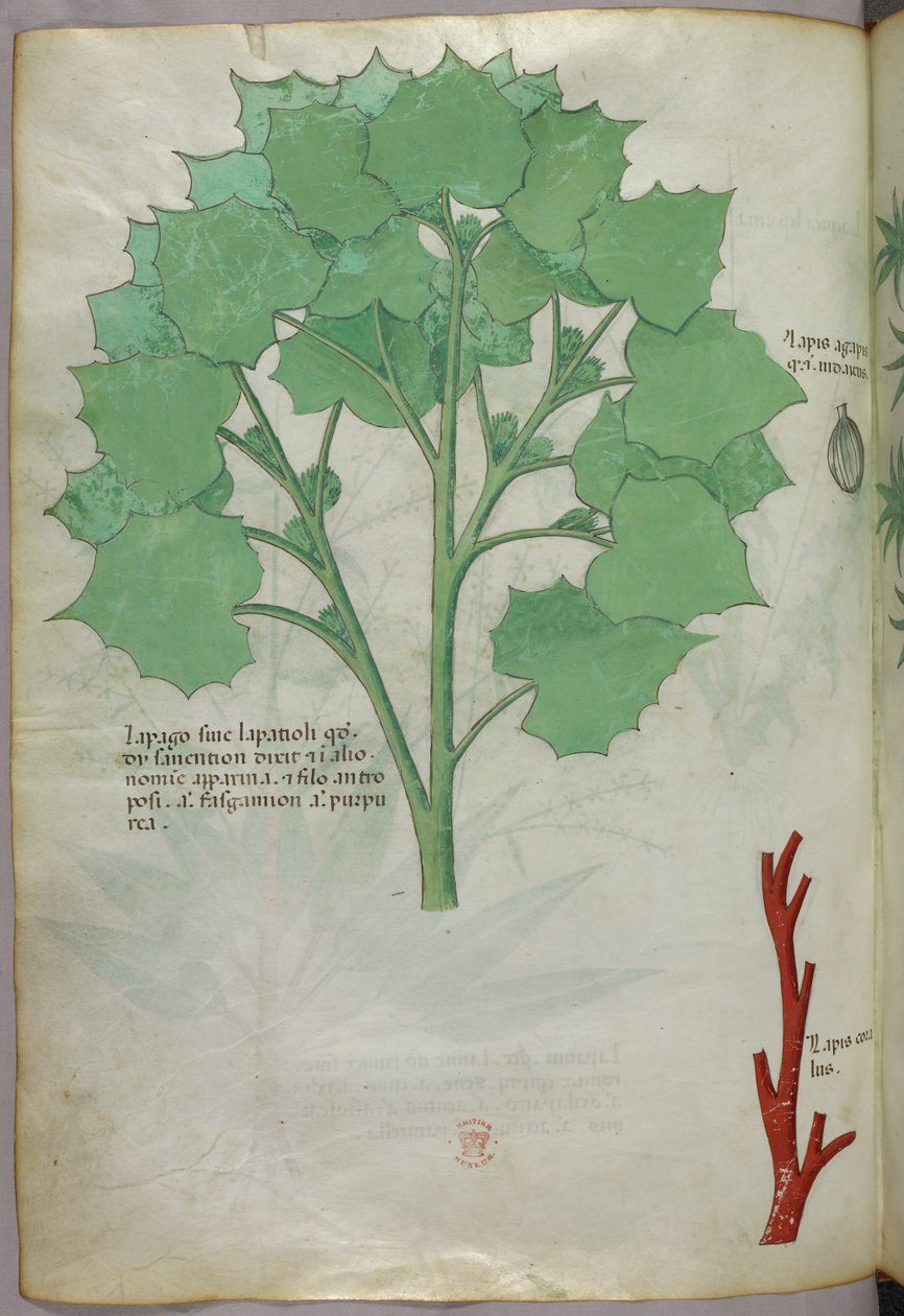 Kasvitieteellinen kuvitus, noin 1440 (tussi ja väri pergamentille). tekijältä Italian School