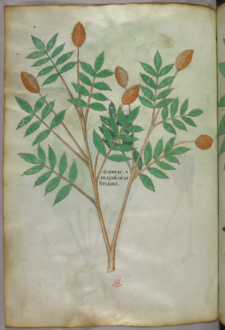 Kasvitieteellinen kuvitus, noin 1440 (tussi ja väri pergamentille). tekijältä Italian School