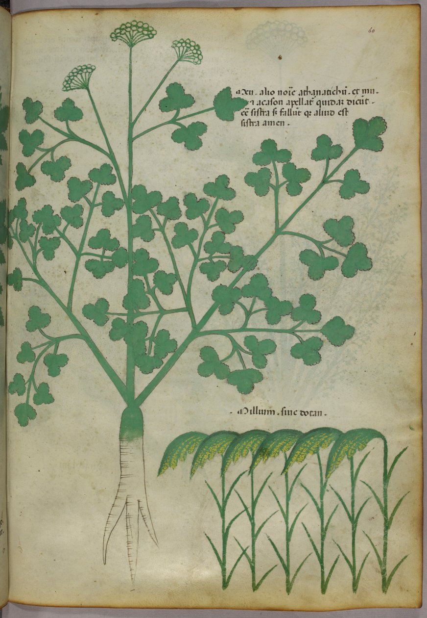 Kasvitieteellinen kuvitus, noin 1440 (tussi ja väri pergamentille). tekijältä Italian School