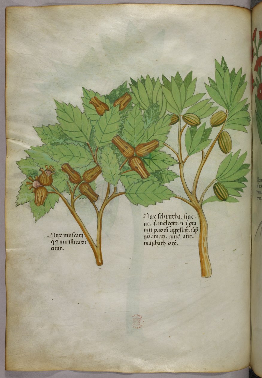 Kasvitieteellinen kuvitus, noin 1440 (tussi ja väri pergamentille). tekijältä Italian School