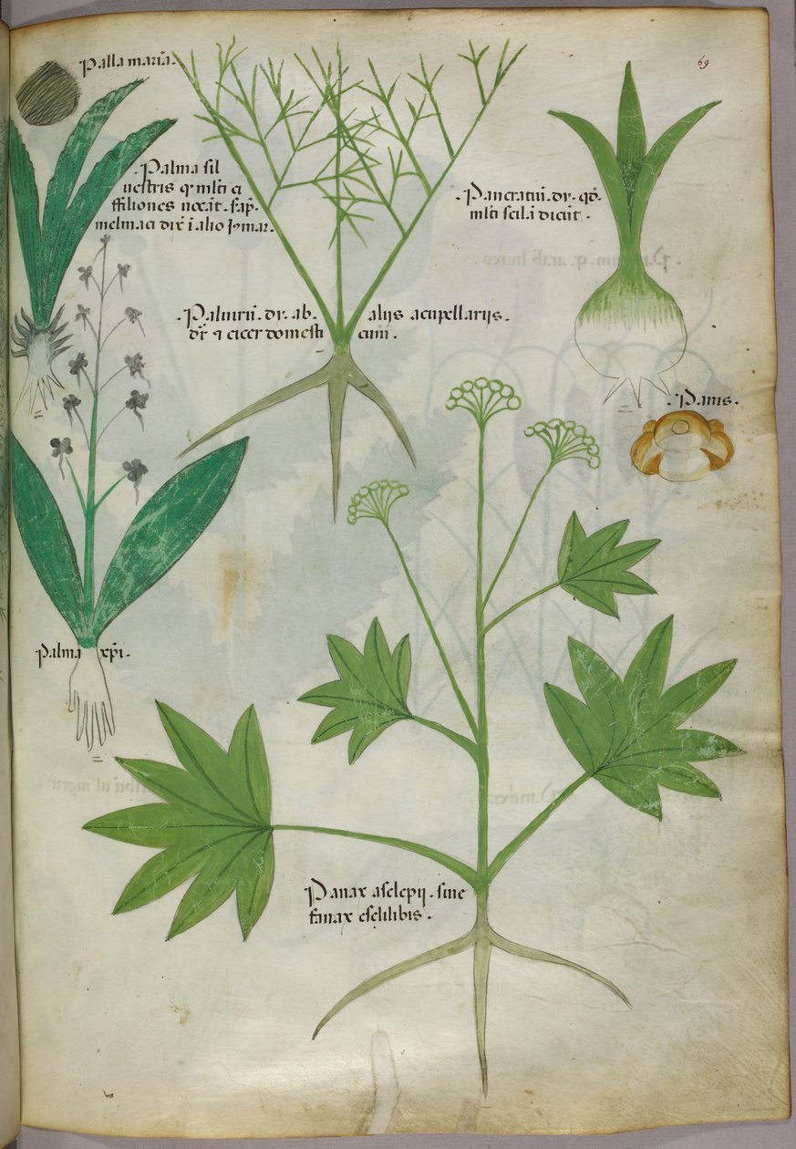 Kasvitieteellinen kuvitus, noin 1440 (tussi ja väri pergamentille). tekijältä Italian School