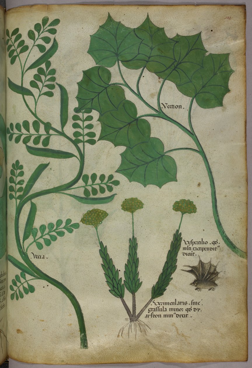 Kasvitieteellinen kuvitus, noin 1440 (tussi ja väri pergamentille). tekijältä Italian School