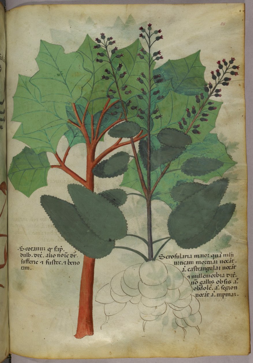 Kasvitieteellinen kuvitus, noin 1440 (tussi ja väri pergamentille). tekijältä Italian School