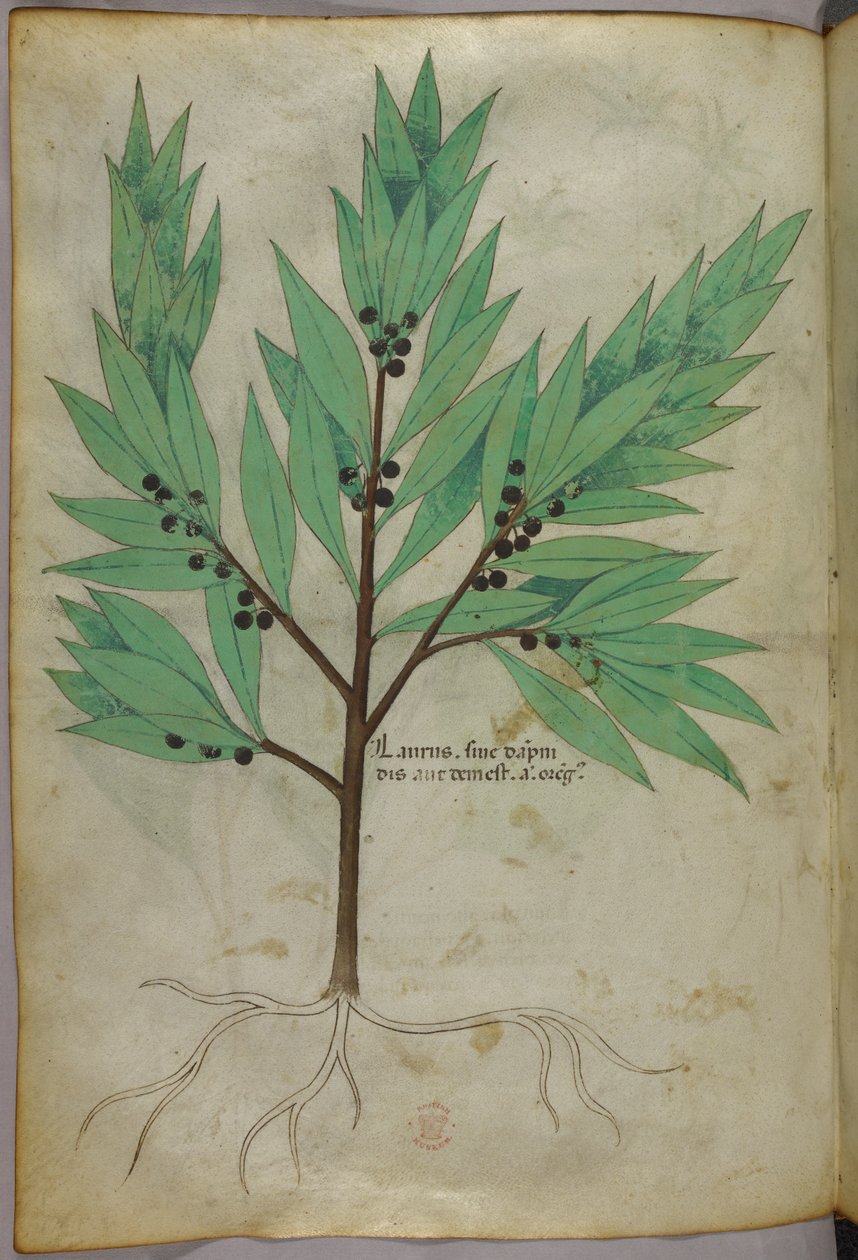 Kasvitieteellinen kuvitus, noin 1440 (tussi ja väri pergamentille). tekijältä Italian School