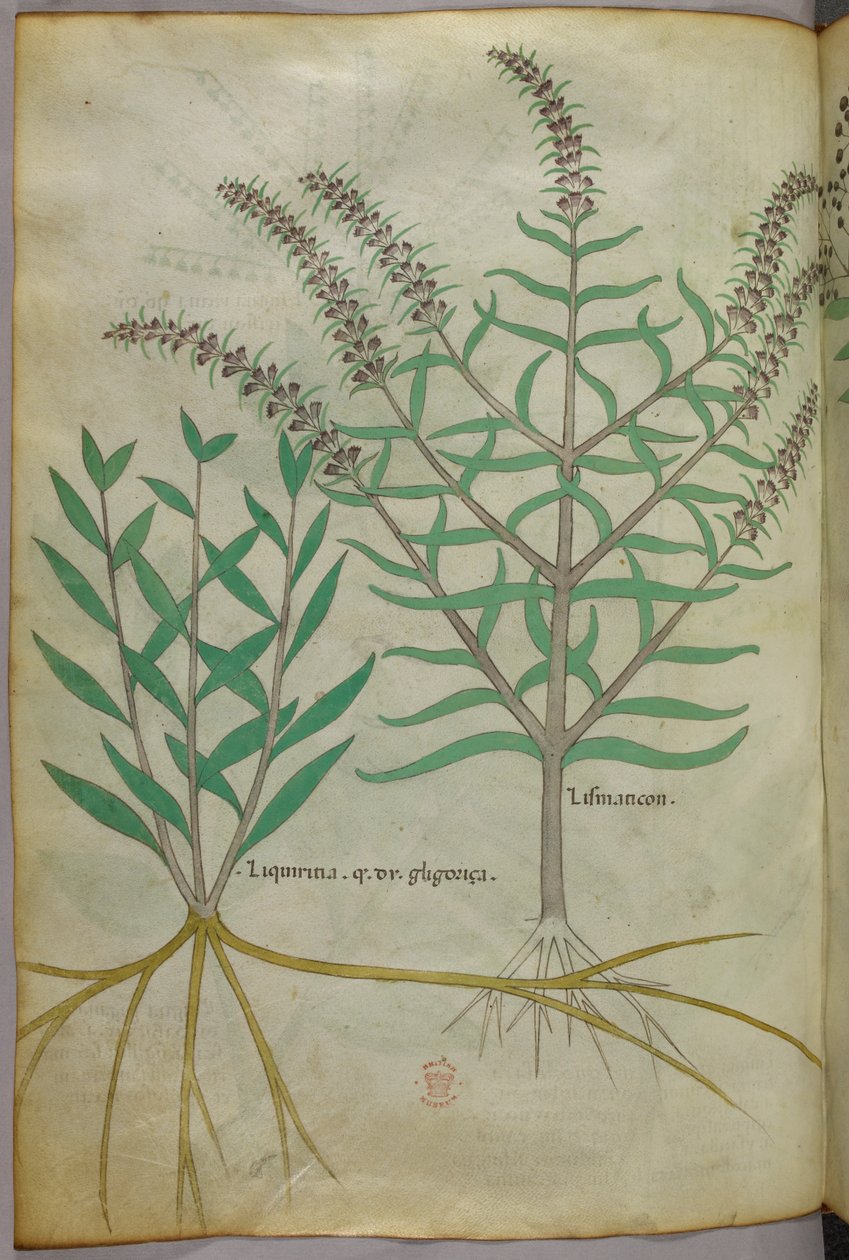 Kasvitieteellinen kuvitus, noin 1440 (tussi ja väri pergamentille). tekijältä Italian School