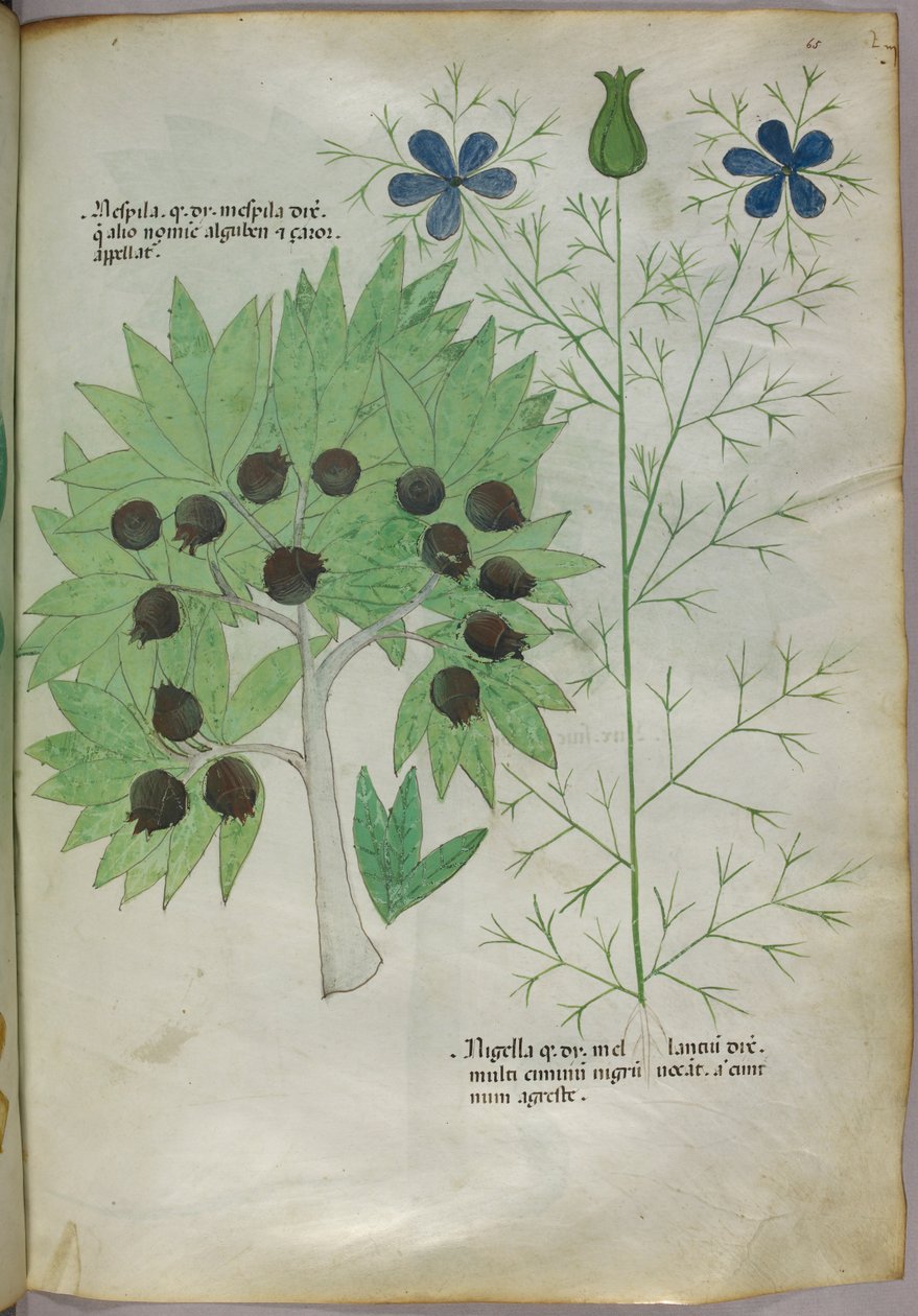 Kasvitieteellinen kuvitus, noin 1440 (tussi ja väri pergamentille). tekijältä Italian School