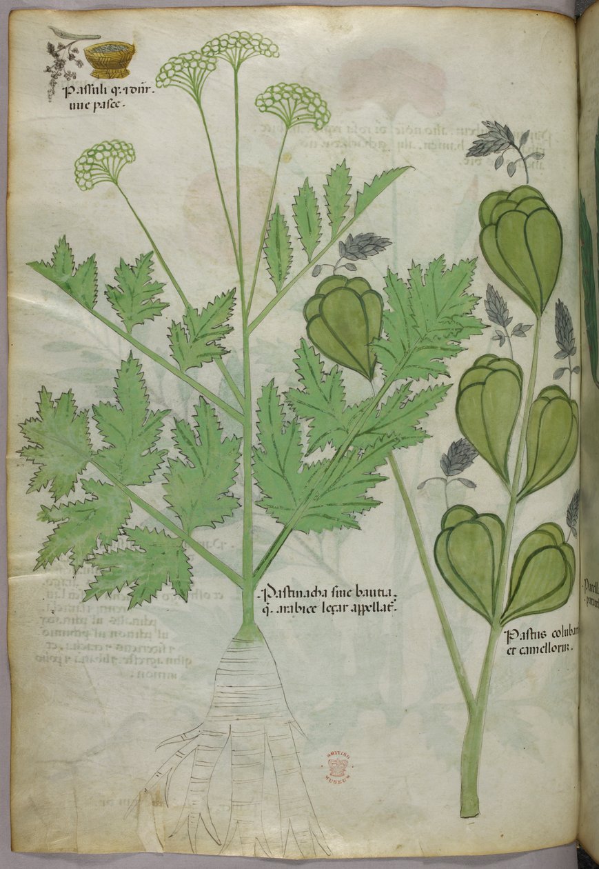 Kasvitieteellinen kuvitus, noin 1440 (tussi ja väri pergamentille). tekijältä Italian School