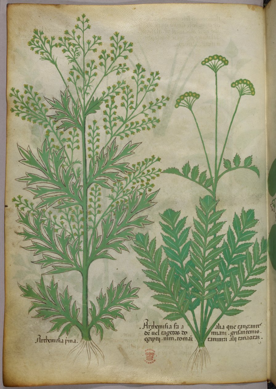 Kasvitieteellinen kuvitus, noin 1440 (tussi ja väri pergamentille). tekijältä Italian School