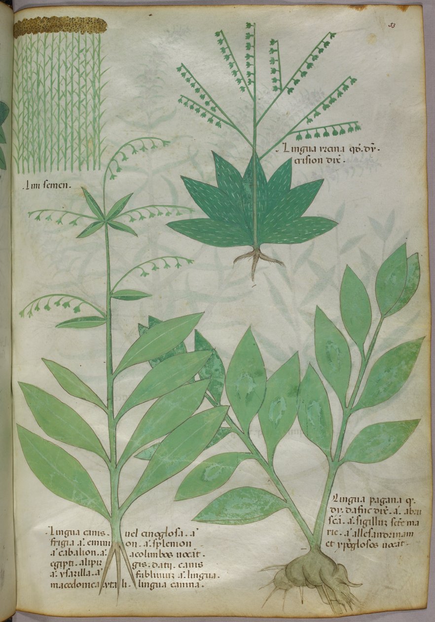 Kasvitieteellinen kuvitus, noin 1440 (tussi ja väri pergamentille). tekijältä Italian School