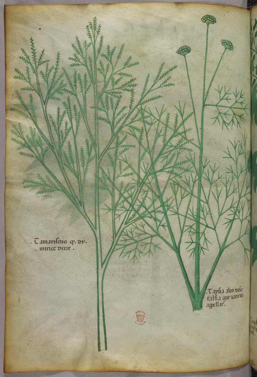 Kasvitieteellinen kuvitus, noin 1440 (tussi ja väri pergamentille). tekijältä Italian School