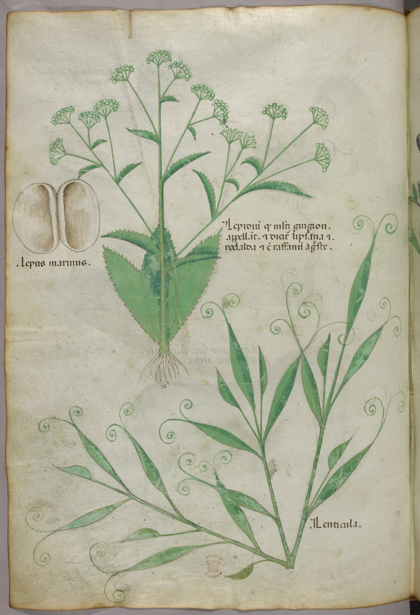 Kasvitieteellinen kuvitus, noin 1440 (tussi ja väri pergamentille). tekijältä Italian School