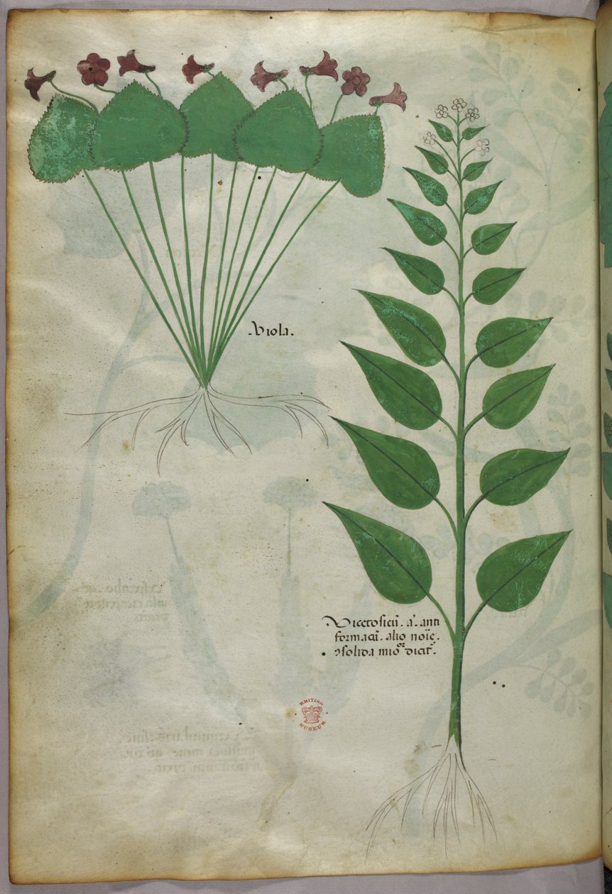 Kasvitieteellinen kuvitus, noin 1440 (tussi ja väri pergamentille). tekijältä Italian School
