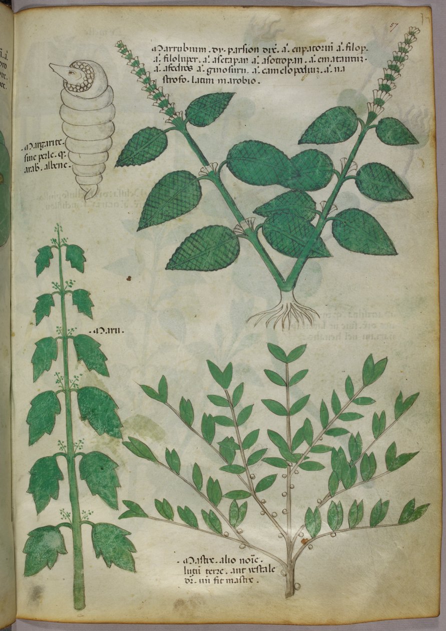 Kasvitieteellinen kuvitus, noin 1440 (tussi ja väri pergamentille). tekijältä Italian School