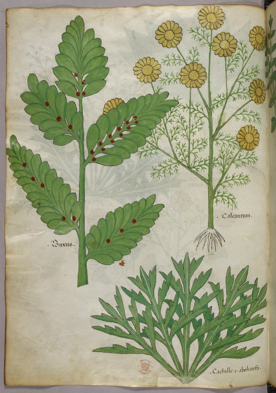 Kasvitieteellinen kuvitus, noin 1440 (tussi ja väri pergamentille). tekijältä Italian School