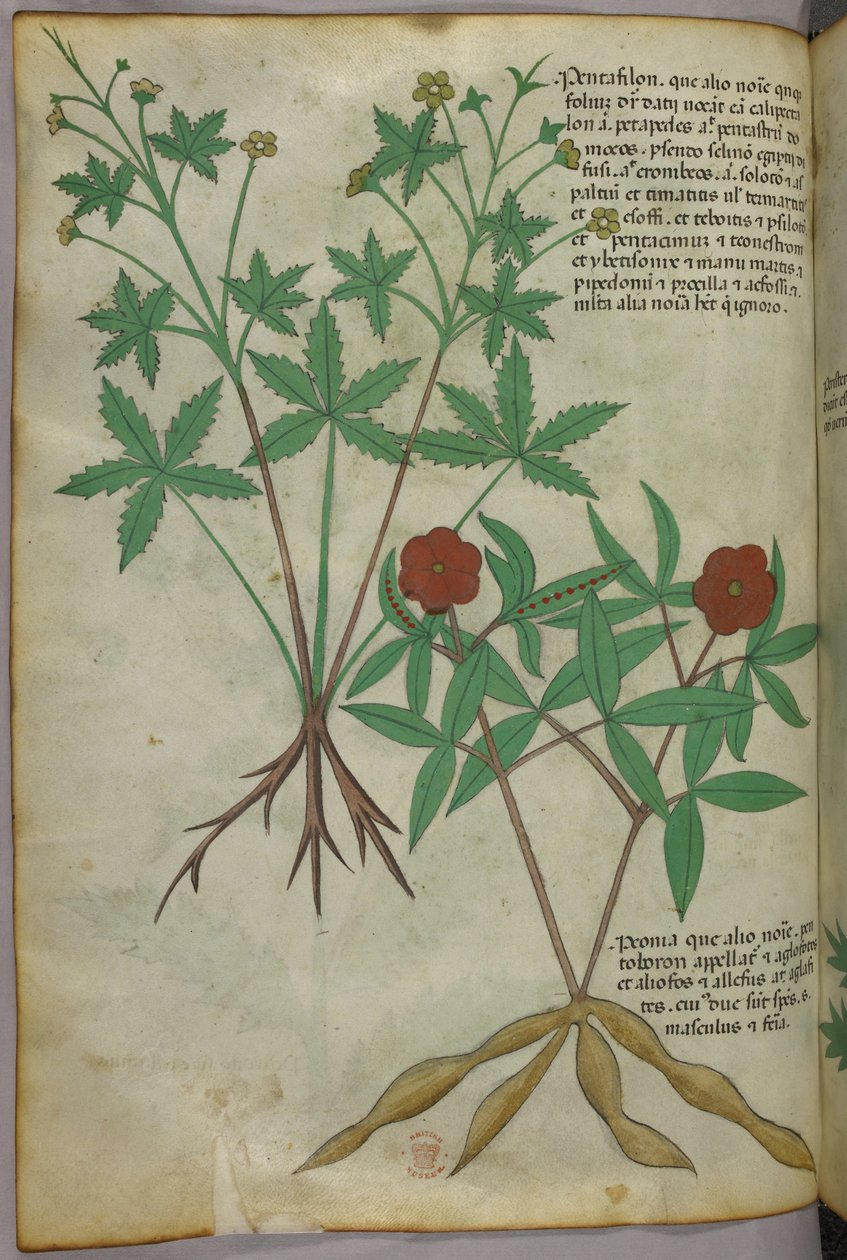 Kasvitieteellinen kuvitus, noin 1440 (tussi ja väri pergamentille). tekijältä Italian School