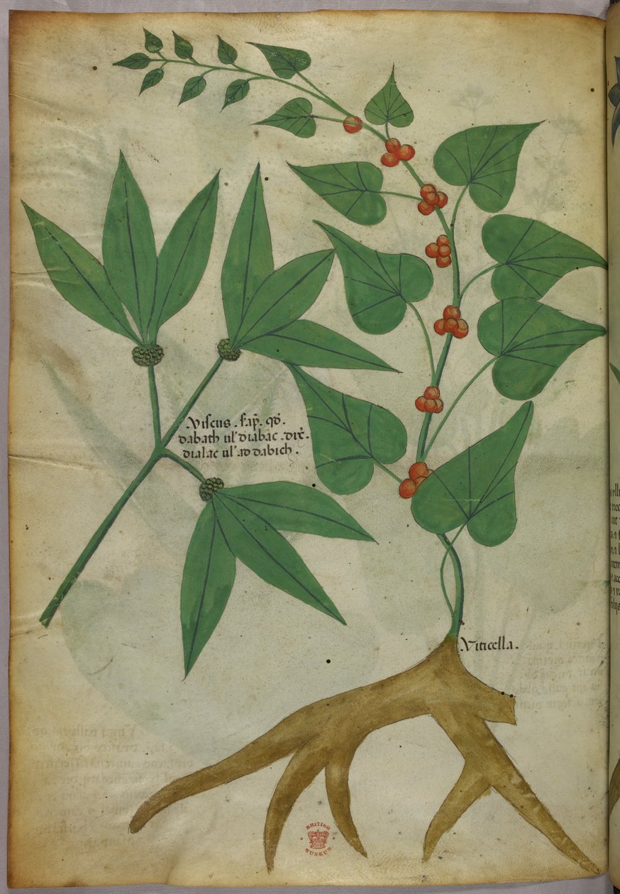 Kasvitieteellinen kuvitus, noin 1440 (tussi ja väri pergamentille). tekijältä Italian School