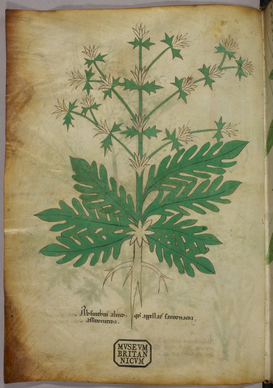 Kasvitieteellinen kuvitus, noin 1440 (tussi ja väri pergamentille). tekijältä Italian School