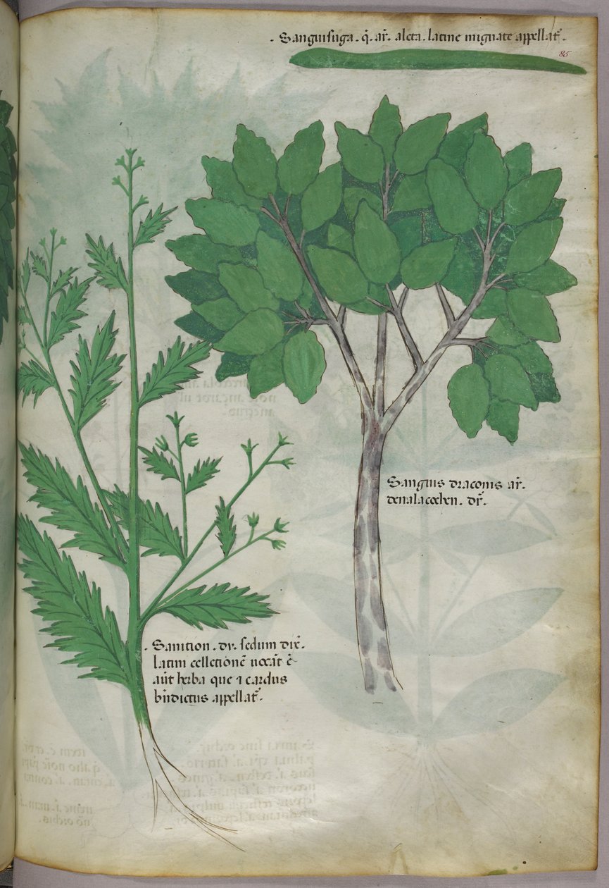 Kasvitieteellinen kuvitus, noin 1440 (tussi ja väri pergamentille). tekijältä Italian School