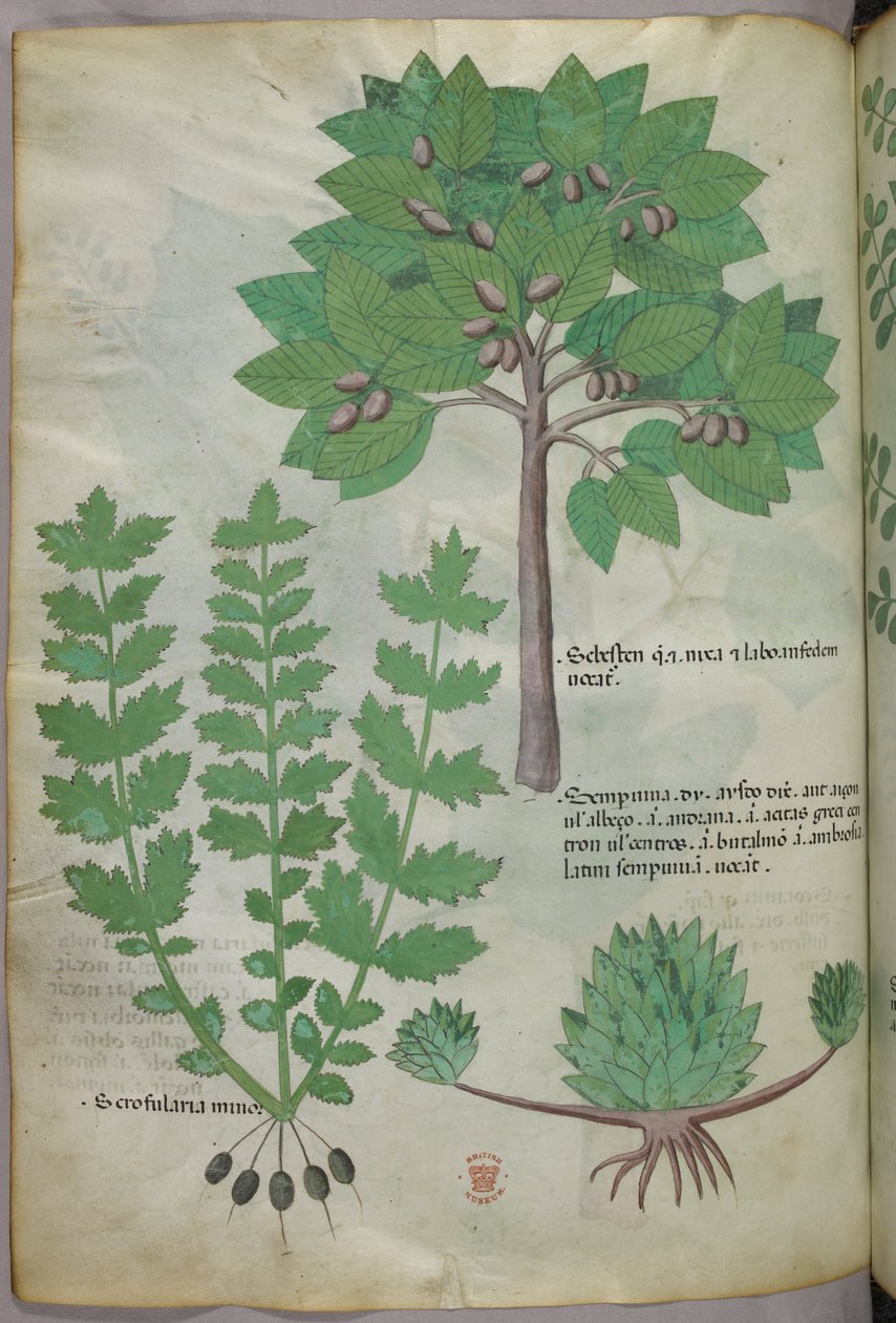 Kasvitieteellinen kuvitus, noin 1440 (tussi ja väri pergamentille). tekijältä Italian School