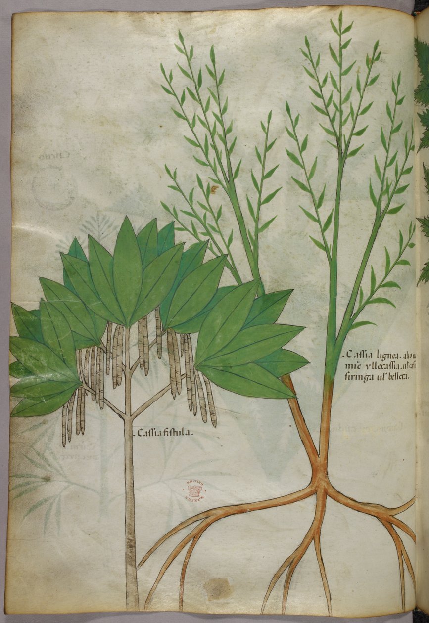 Kasvitieteellinen kuvitus, noin 1440 (tussi ja väri pergamentille). tekijältä Italian School