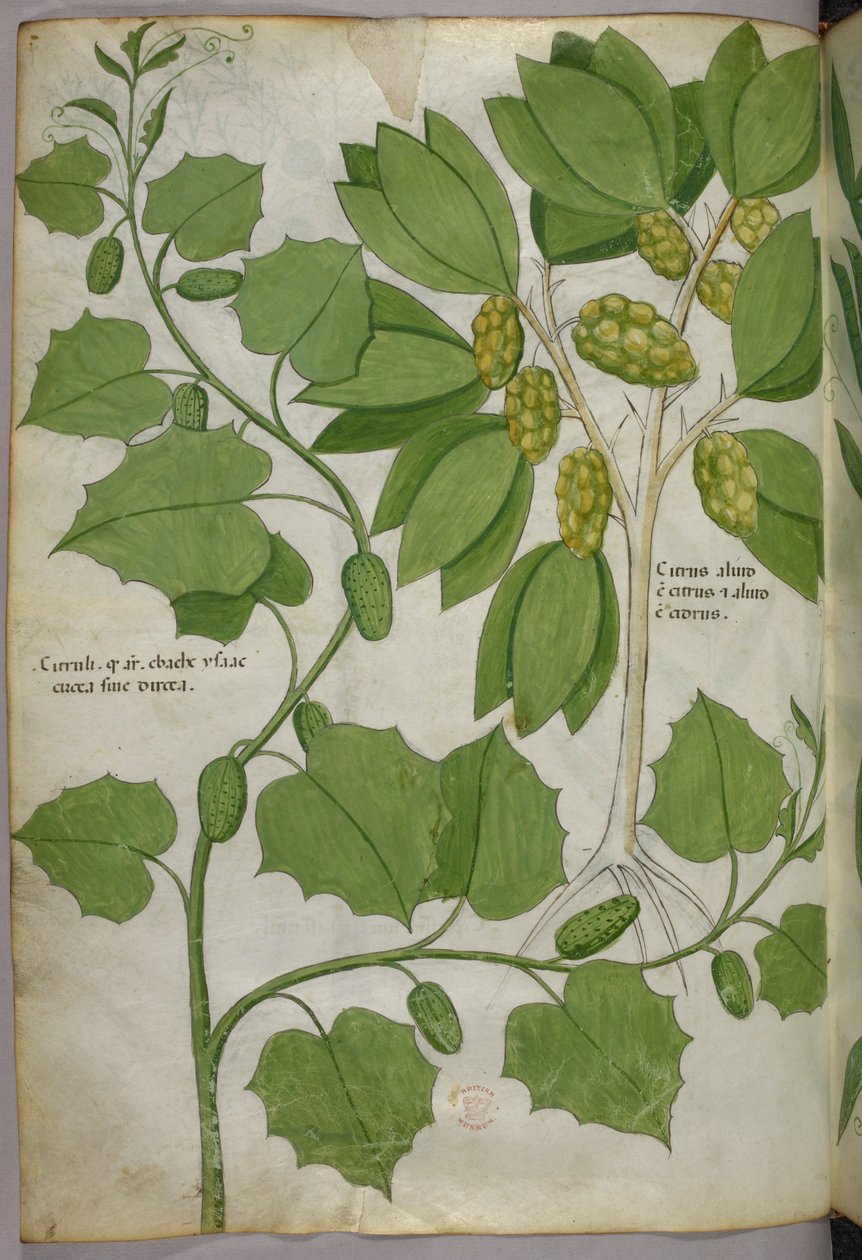 Kasvitieteellinen kuvitus, noin 1440 (tussi ja väri pergamentille). tekijältä Italian School