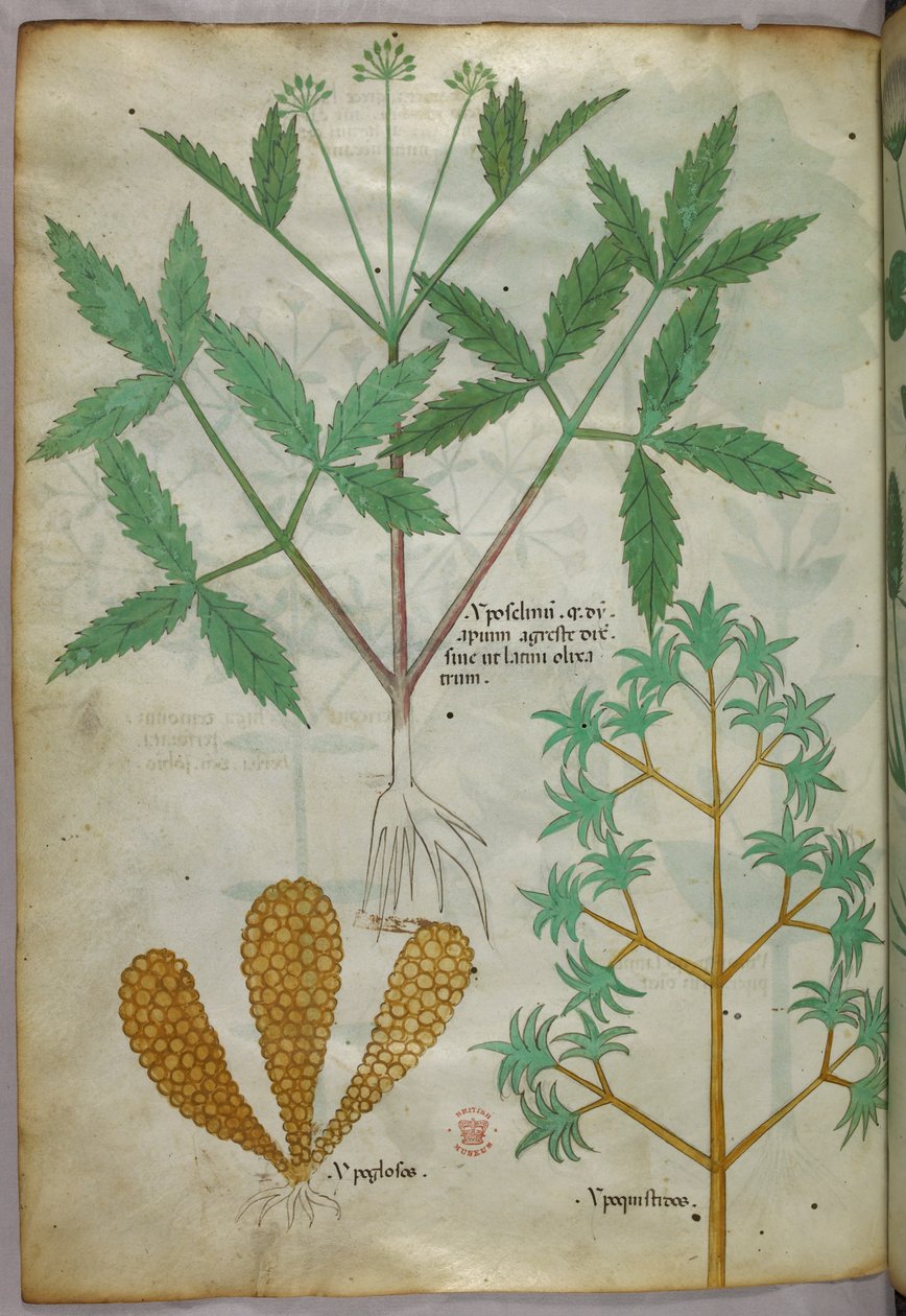 Kasvitieteellinen kuvitus, noin 1440 (tussi ja väri pergamentille). tekijältä Italian School